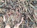 A close-up of shredded bark or wood mulch with two hands holding a handful to show texture and quantity.