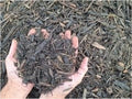 A close-up of two hands holding dark brown shredded wood mulch or compost, with more of the same material spread out in the background.