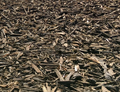 A close-up view of dark brown wood chips or mulch filling the frame, with layered natural debris and branches visible.