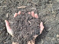A pair of hands holding a handful of dark brown compost or soil amendment, with more of the same material spread out behind it.