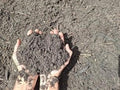 A close-up of a person's hands holding a clump of dark, loose soil or compost outdoors on dry, textured ground.